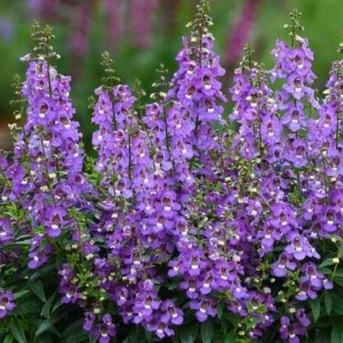 Angelonia blue plant - , plugs