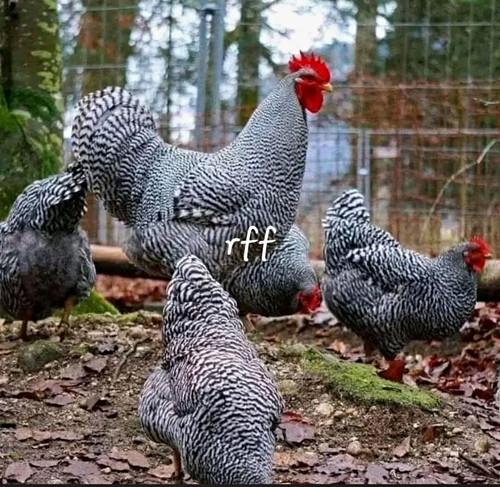 Barred plymouth rock - barred,