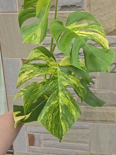 Monstera deliciosa aurea - monstera,