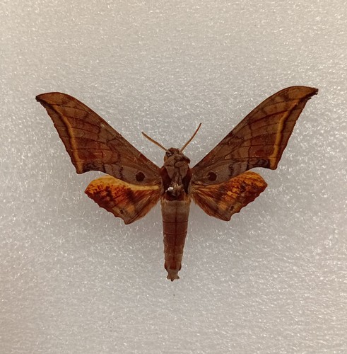 Ambulyx sericeipennis moth set - ambulyx,
