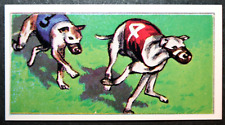 WHIPPET RACING   Vintage 1971 Coloured Card  EE19M