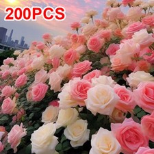 Flower Seeds UK Grow Your Own Outdoor Plants Borders Home Garden Plant Varieties