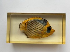Fish clear heavy - in,