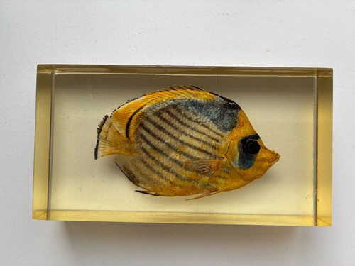 Fish clear heavy - fish,