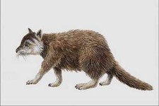 684090 Kopidodon Mammal Eocene