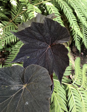 Begonia Dark Side of the Moon|