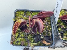 Dionaea Muscipula Maroon
