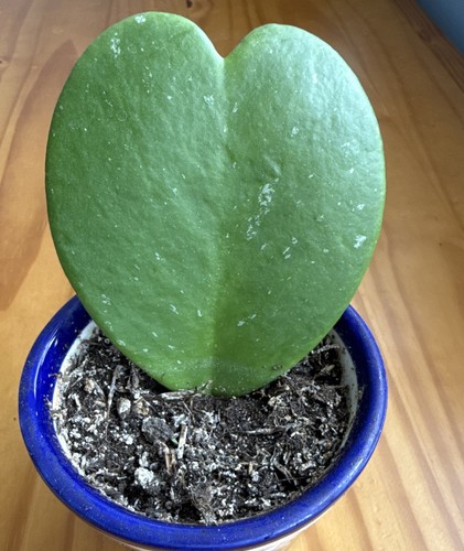 Sweetheart hoya heart - hoya,