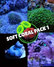 Soft coral pack 1,  4 frags