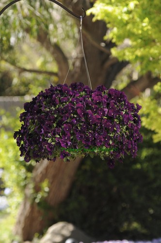 Pansy trailing winter - trailing,
