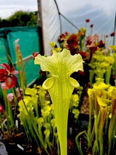 Sarracenia moorei veinless - sarracenia,