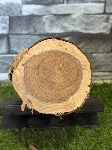 Year air dried yew - year, wood