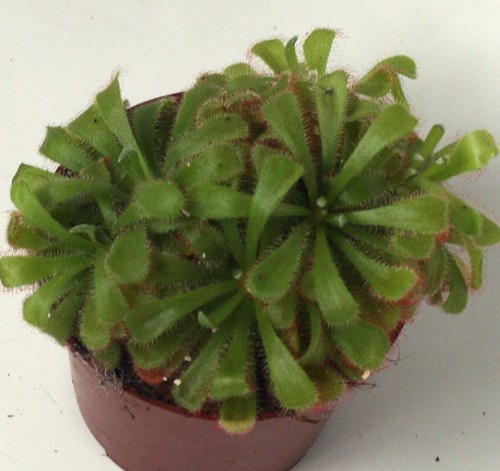 Drosera aliciae - (alice, sundew)
