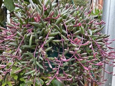 x5 Ruby Necklace “Othonna Capensis | Unrooted cuttings 5inches+