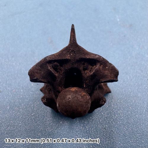 Snake vertebra fossil
