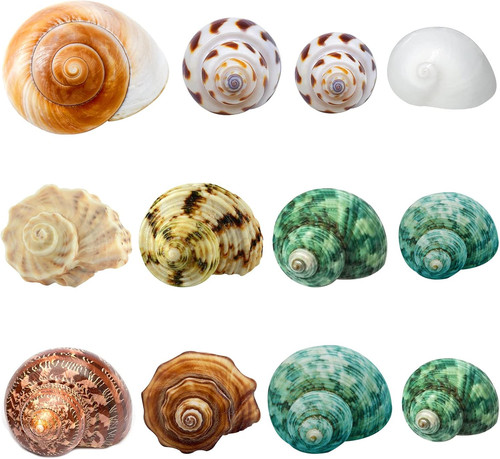 Hermit crab shells - shells, medium