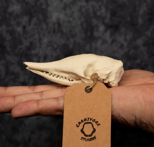 Armadillo skull lifesize - skull,