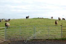Photo 6x4 Sheep and hurdles