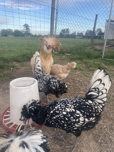 Fertile polish hatching eggs - fertile,