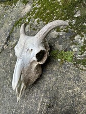 Real Sheep Skull With Horns