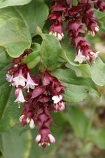 LEYCESTERIA FORMOSA PURPLE