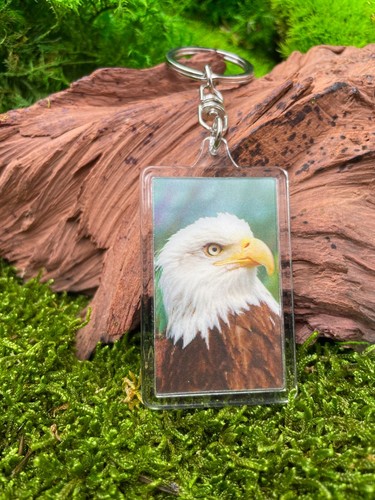 Eagle bird bald - eagle,