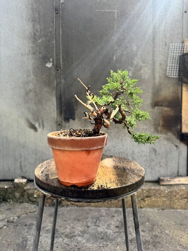 Imported japanese sargentii - imported,