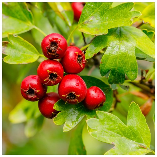 Hawthorn hedging plants - hawthorn,