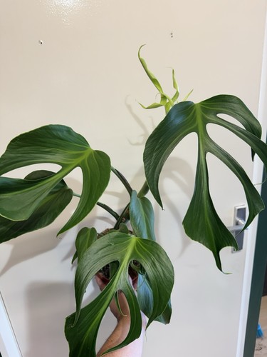 Beautiful monstera burle marx - beautiful,