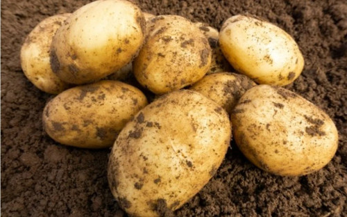 Foremost seed potatoes early - foremost,,