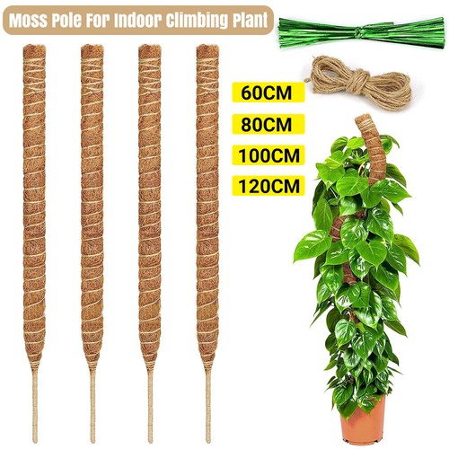 Moss pole climbing - plant, coco