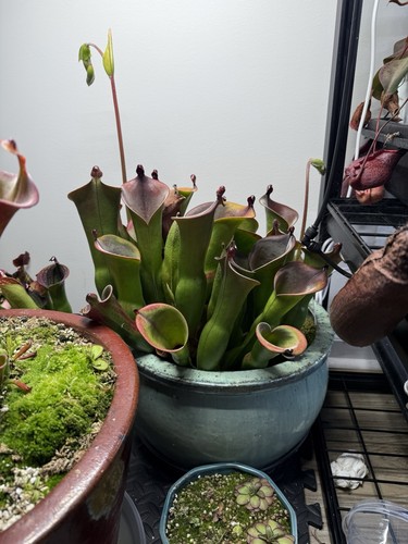 Heliamphora parva - heliamphora, x