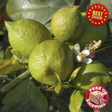 Large 3ft tall Tahitian Citrus 'Bearss' Lime Tree in 4L pot Easy to grow