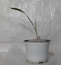 Mexican Fan Palm, Washingtonia