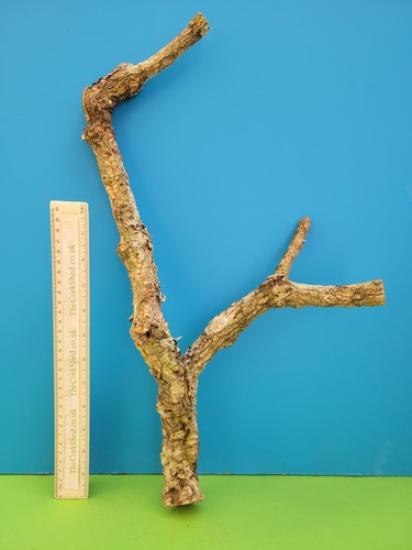 Cork bark branch 50cm snake - 50cm,