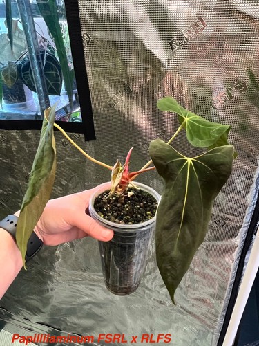 Anthurium papillilaminum fsrl - papillilaminum,