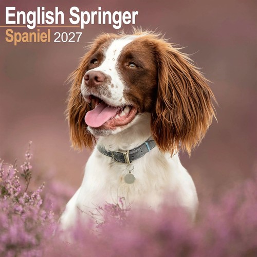 English springer spaniel - english,