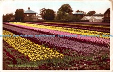 R447538 A Spalding Tulip Field H Coates Nene Series RP