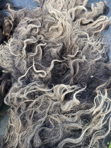 600g raw hebridean sheep - raw,