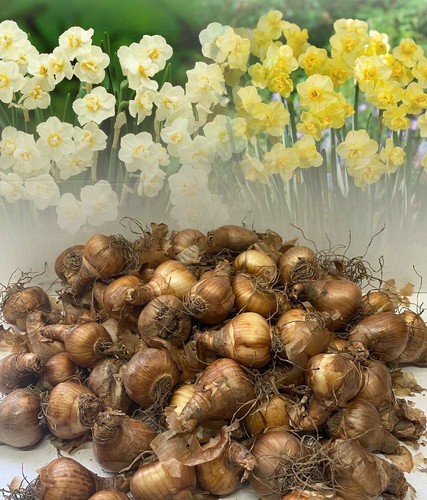 200 mixed cheerfulness - 1-200,