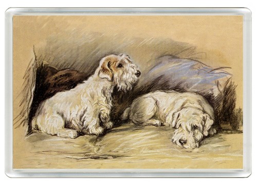 Sealyham terrier dogs - sealyham,