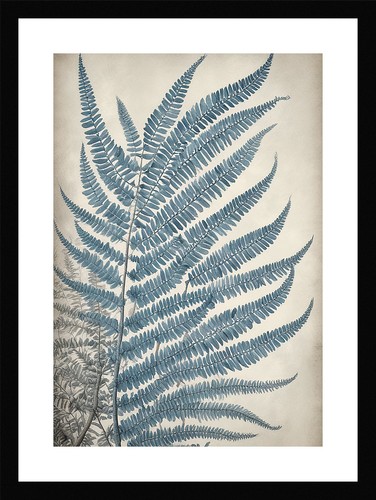Sophisticated fern fronds - fern,