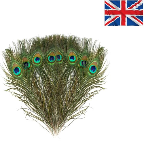 Natural peacock eye feathers - peacock,