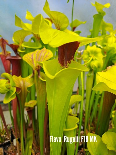 Sarracenia flava f18mk - sarracenia, x