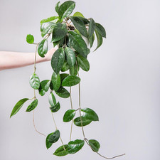 Hoya gracilis 12cm Pot x 1 by