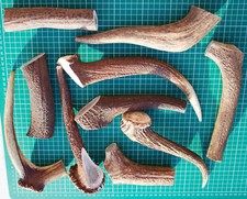 Deer Antler Dog Chews -