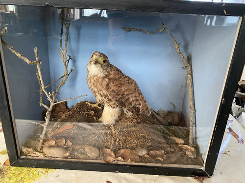 Taxidermy hawk bird - hawk,