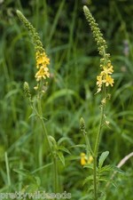 Agrimonia Eupatoria Agrimony
