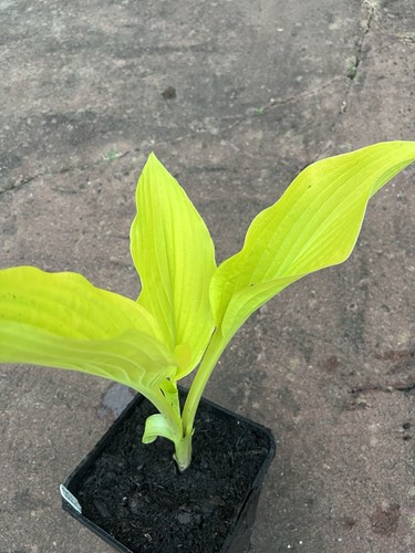 Hosta gold haze - hosta,