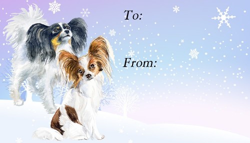 Papillon butterfly dog - papillon,